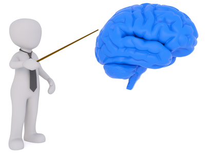 Teacher explains brain